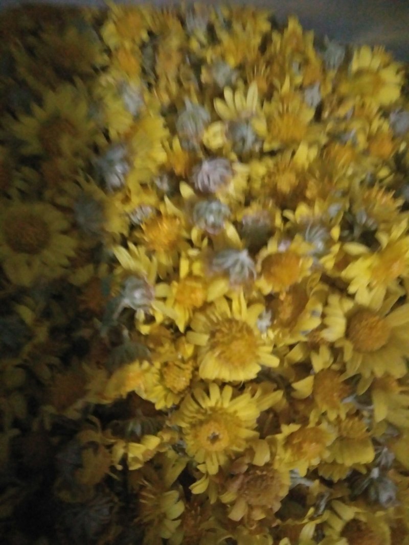 野生山菊花花
