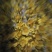 野生山菊花花