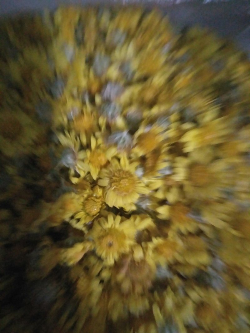 野生山菊花花