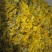 野生山菊花花