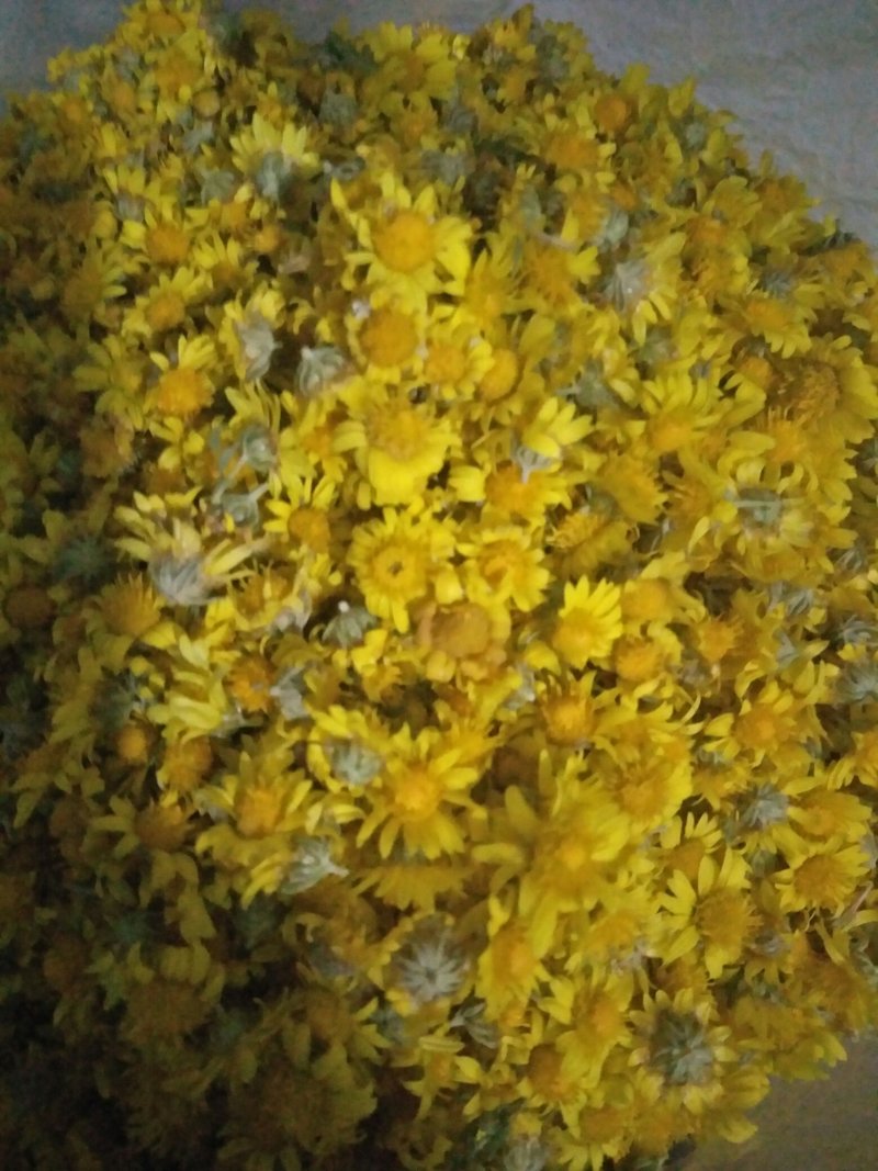 野生山菊花花