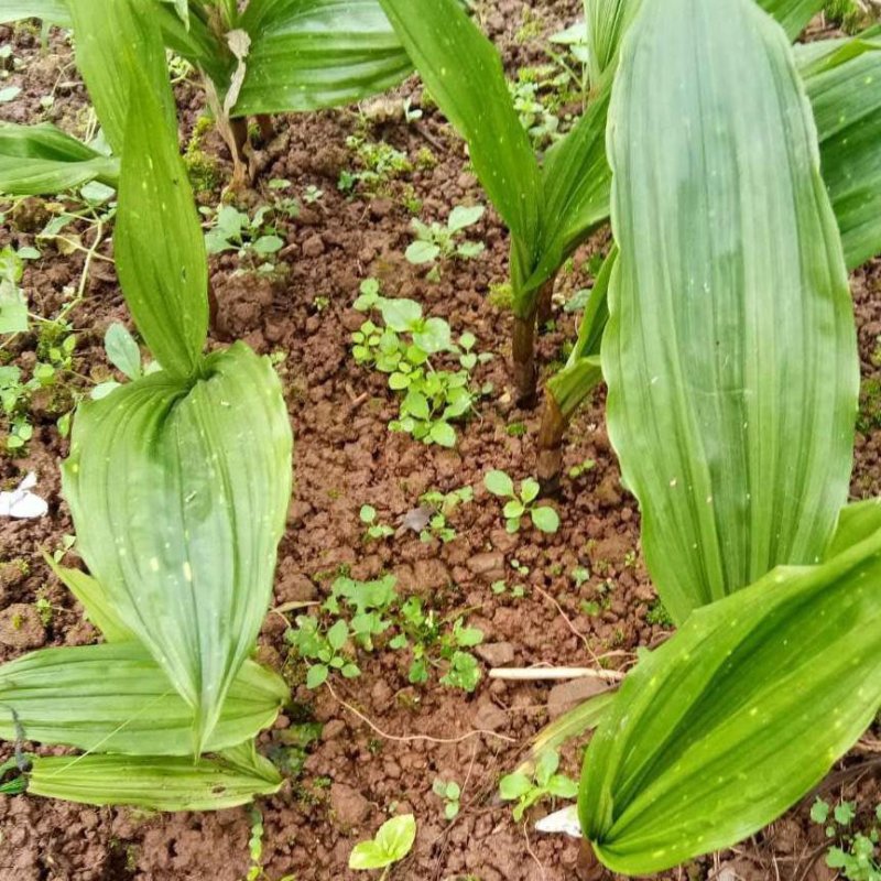 毛慈菇，毛茨菇种籽，种苗，通过一亩田线上交易有保障