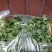 大叶香菜，特级香菜，