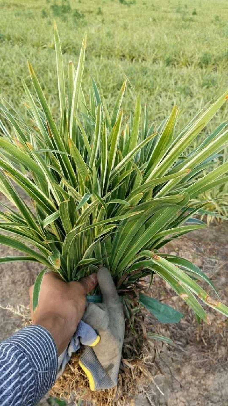 金边麦冬草