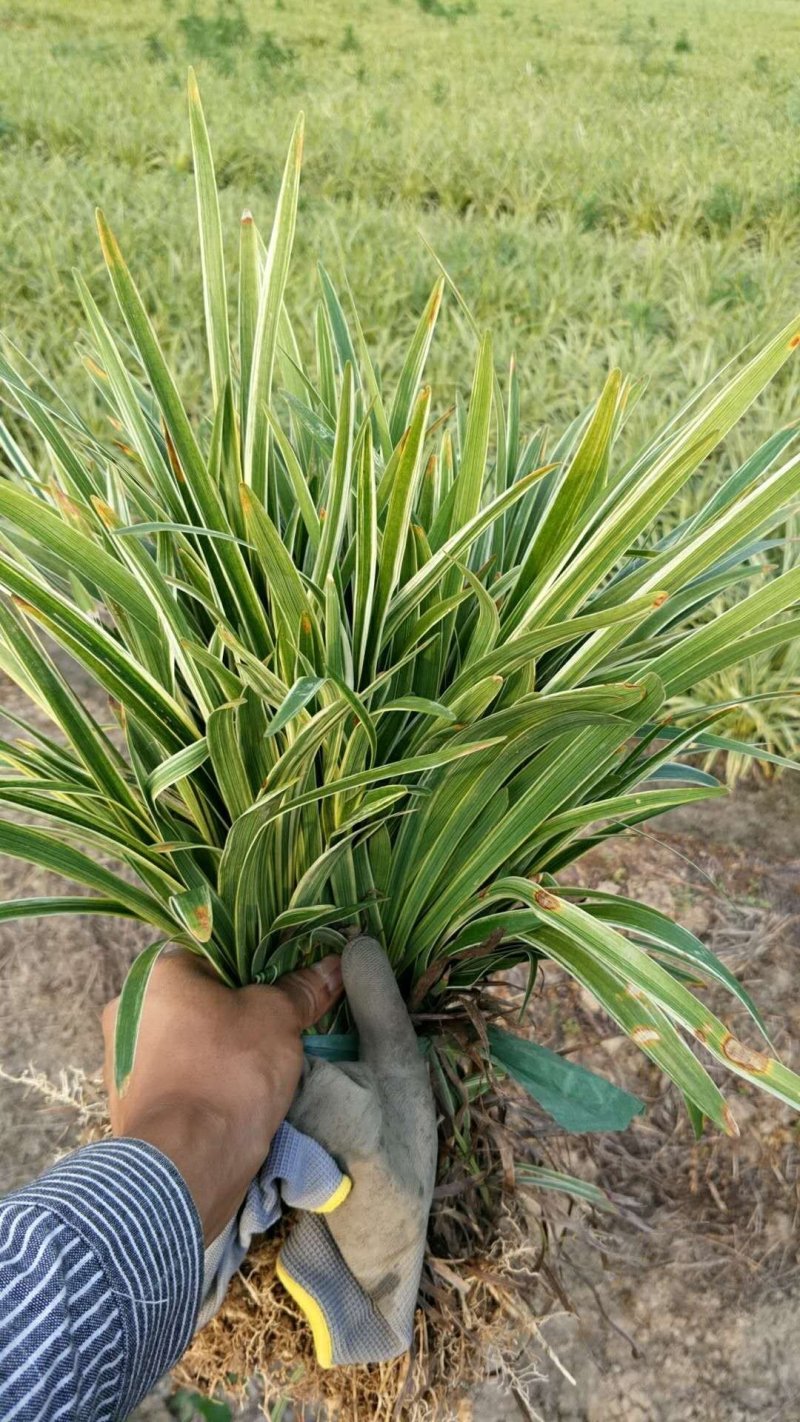 金边麦冬草