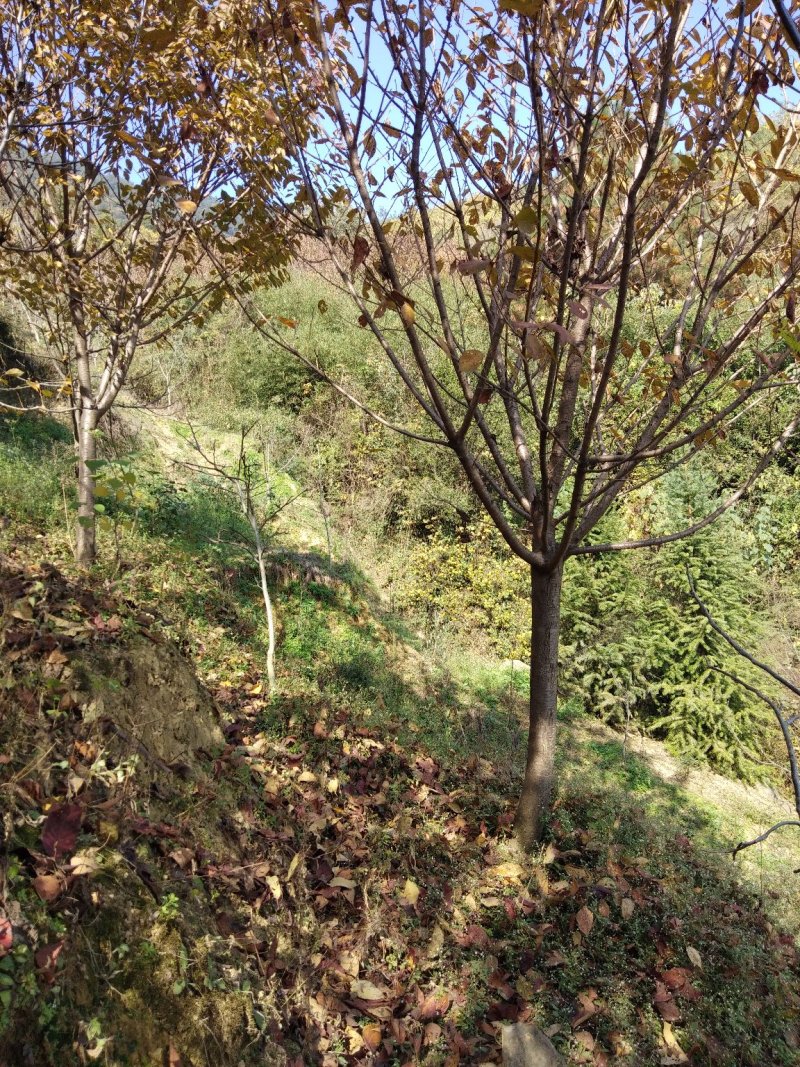 樱花树4~6cm