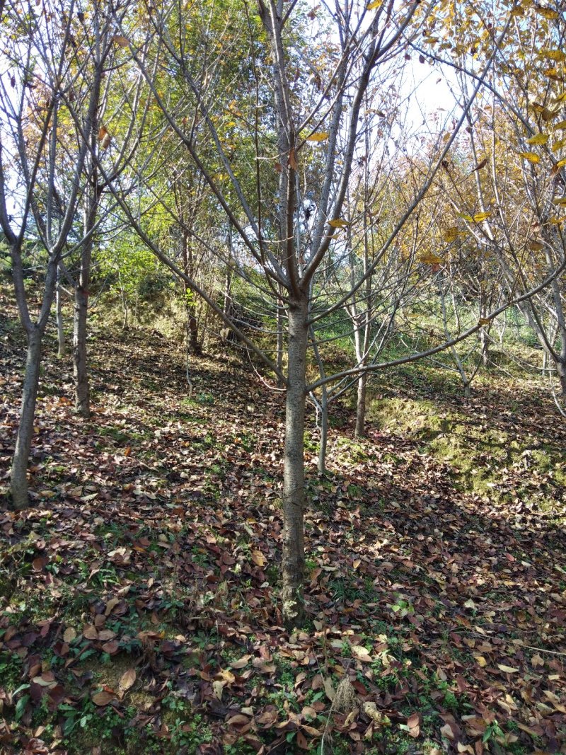 樱花树4~6cm