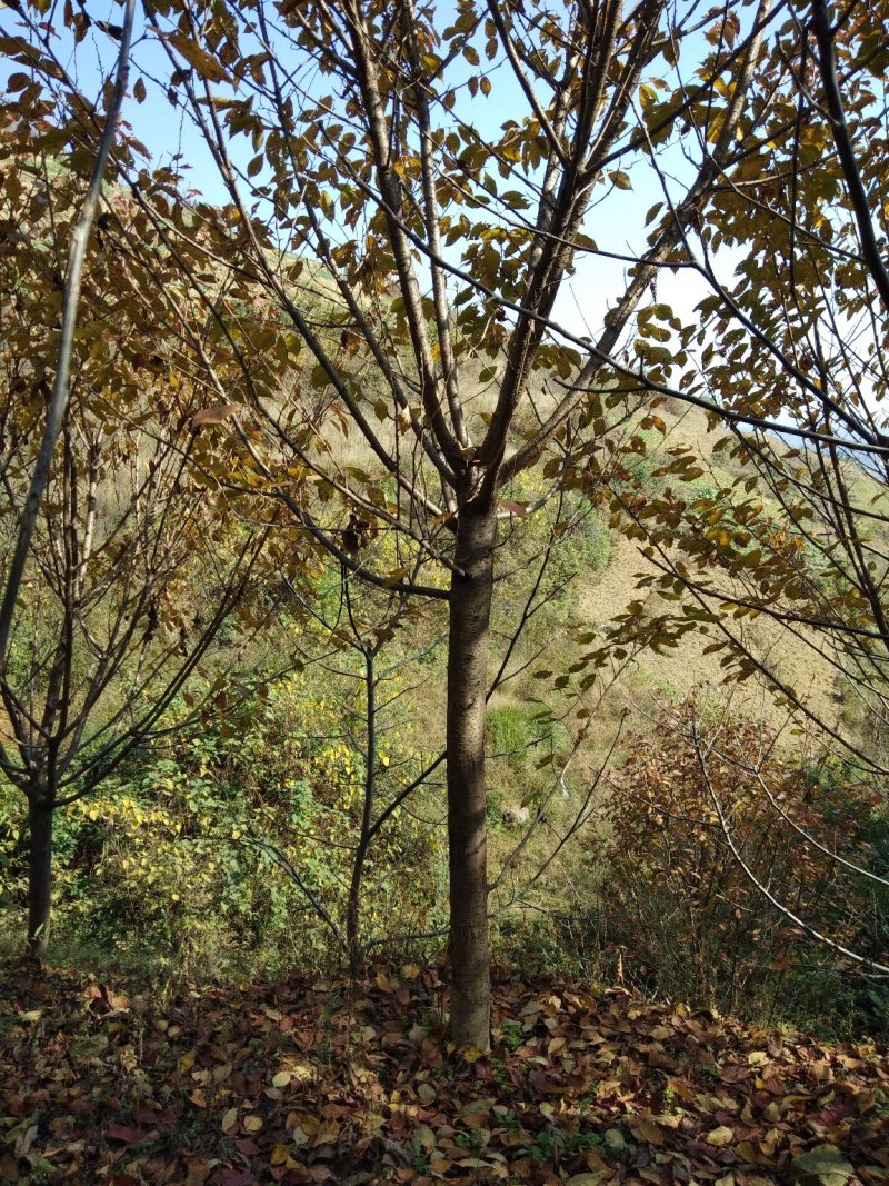 樱花树4~6cm