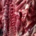 驴肉