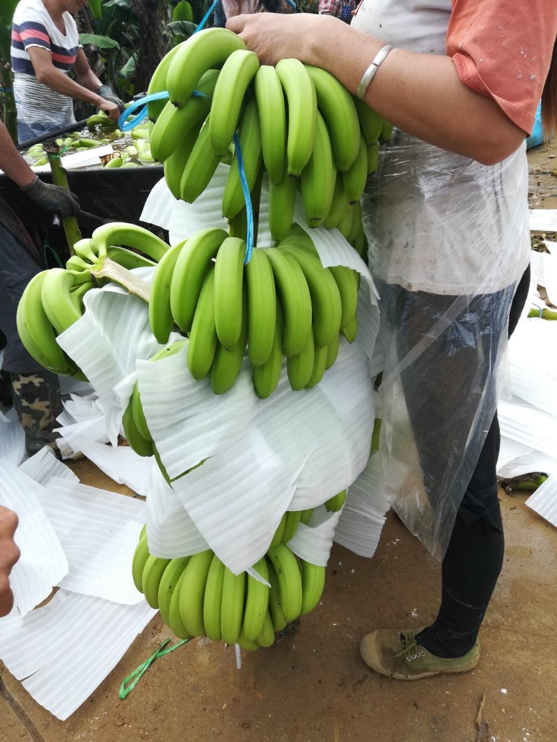 广西崇左市龙州县香蕉基地大量上市