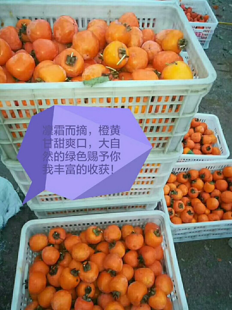 柿饼