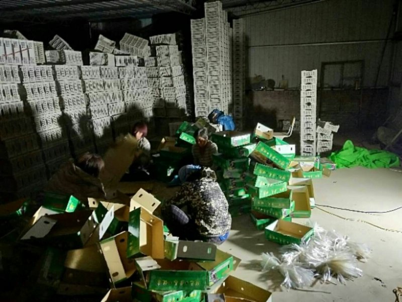 京亚葡萄万吨冷库直供
