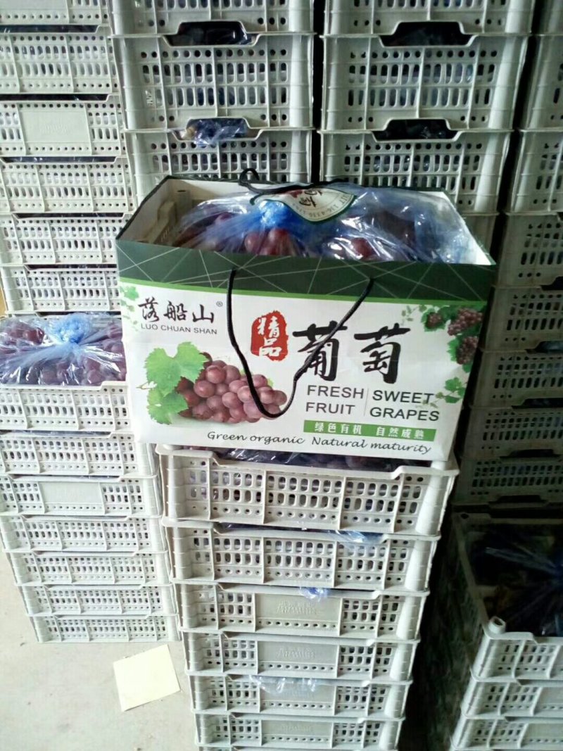 京亚葡萄万吨冷库直供