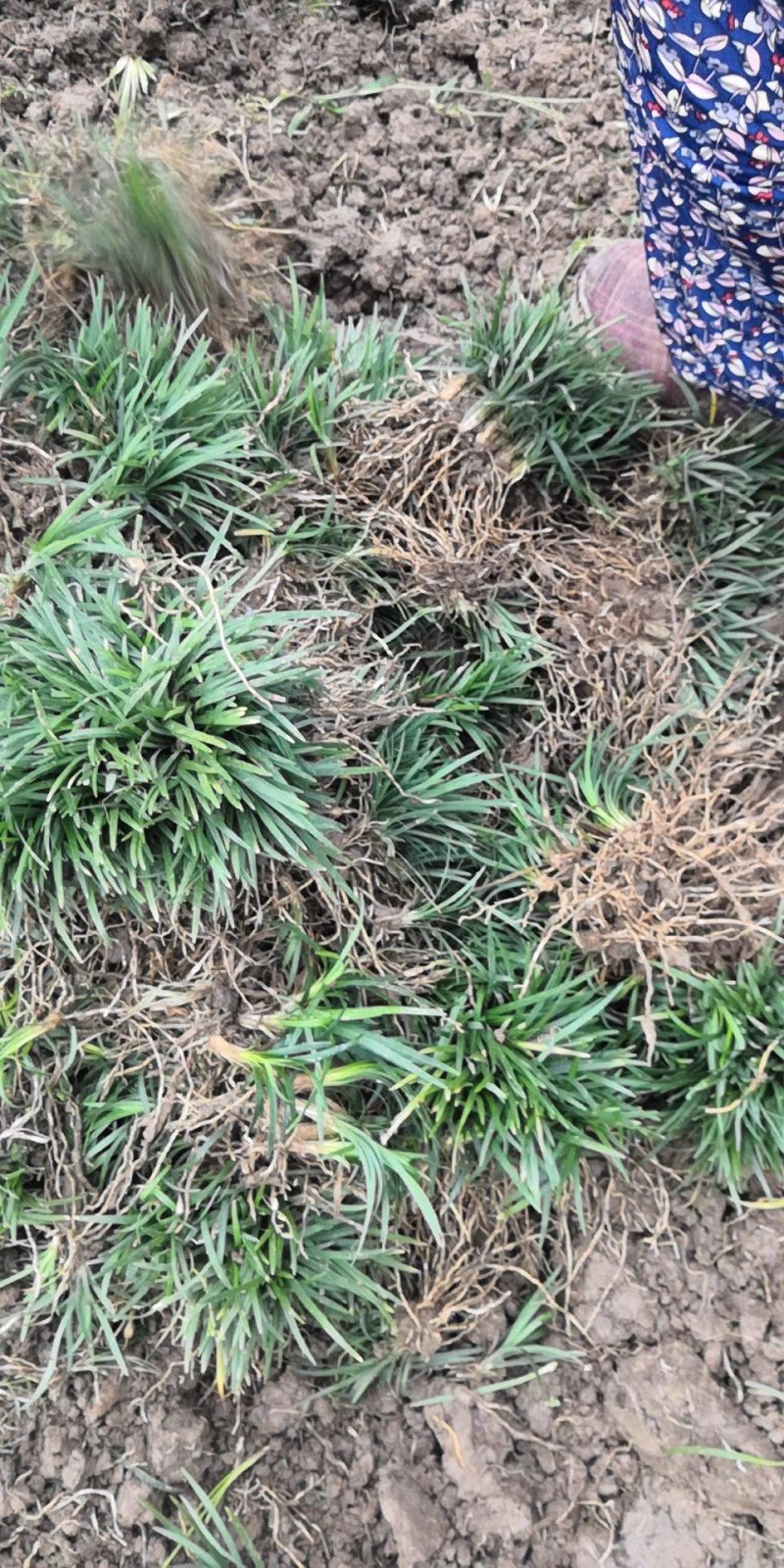 玉龙草