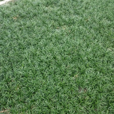 玉龙草
