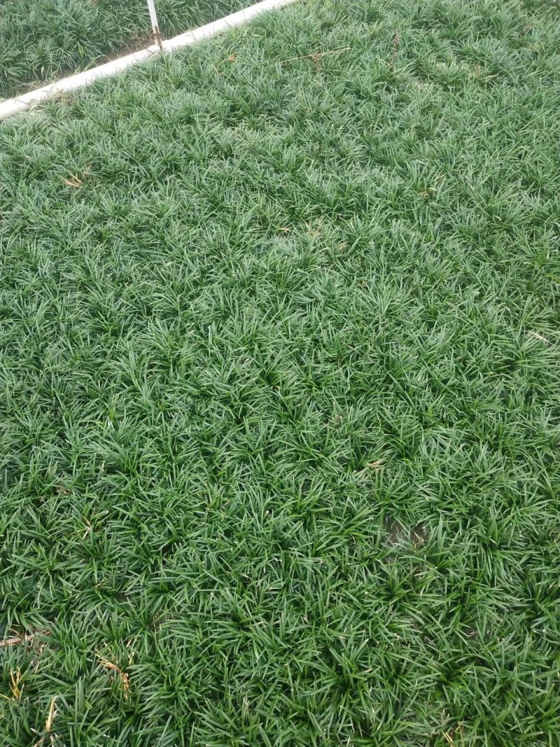 玉龙草