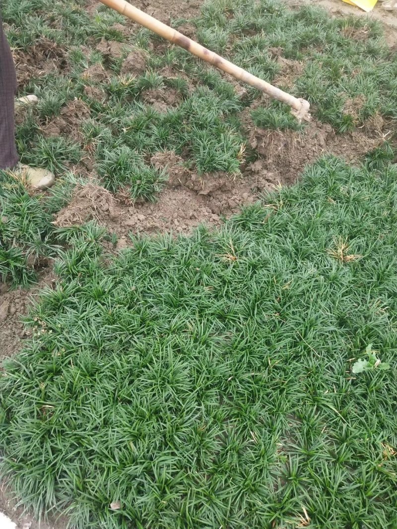 玉龙草