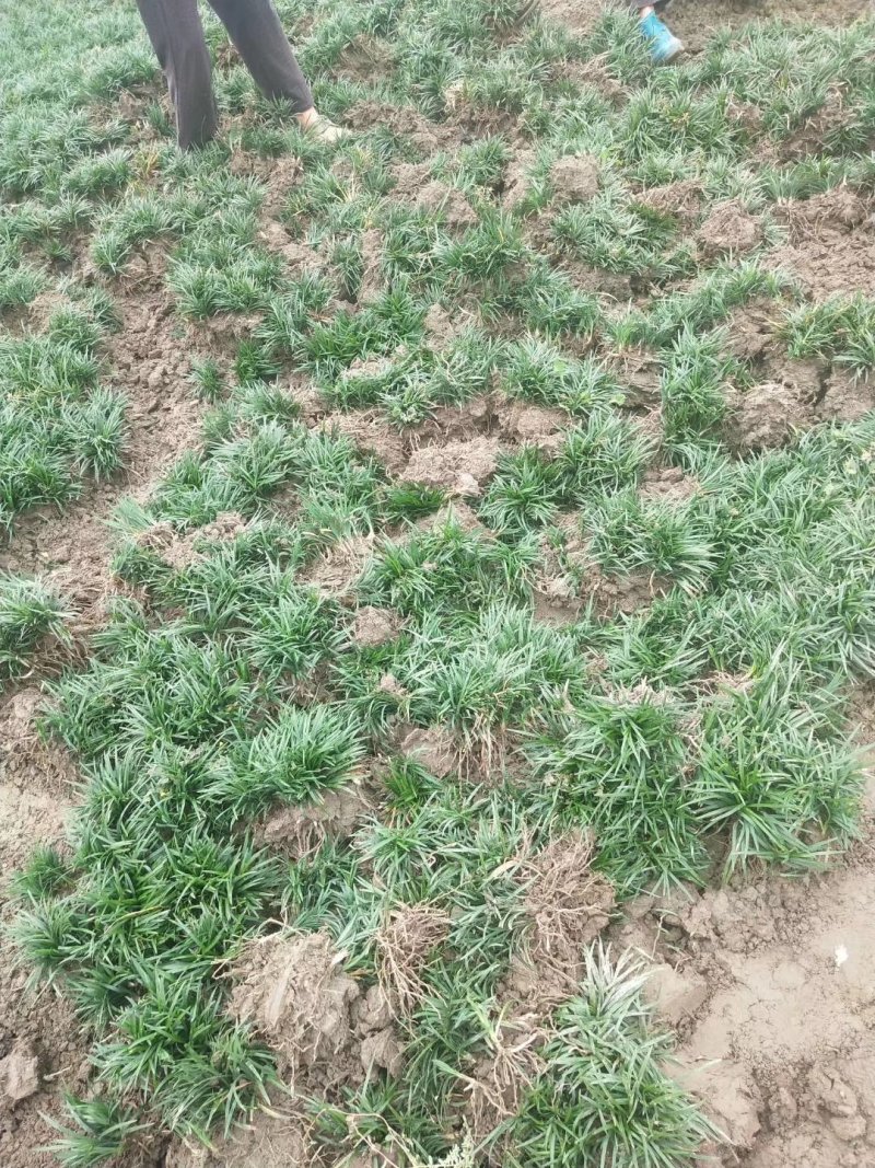 玉龙草