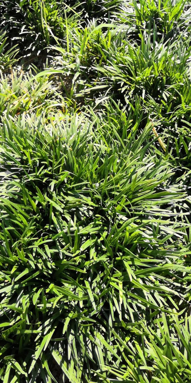 玉龙草