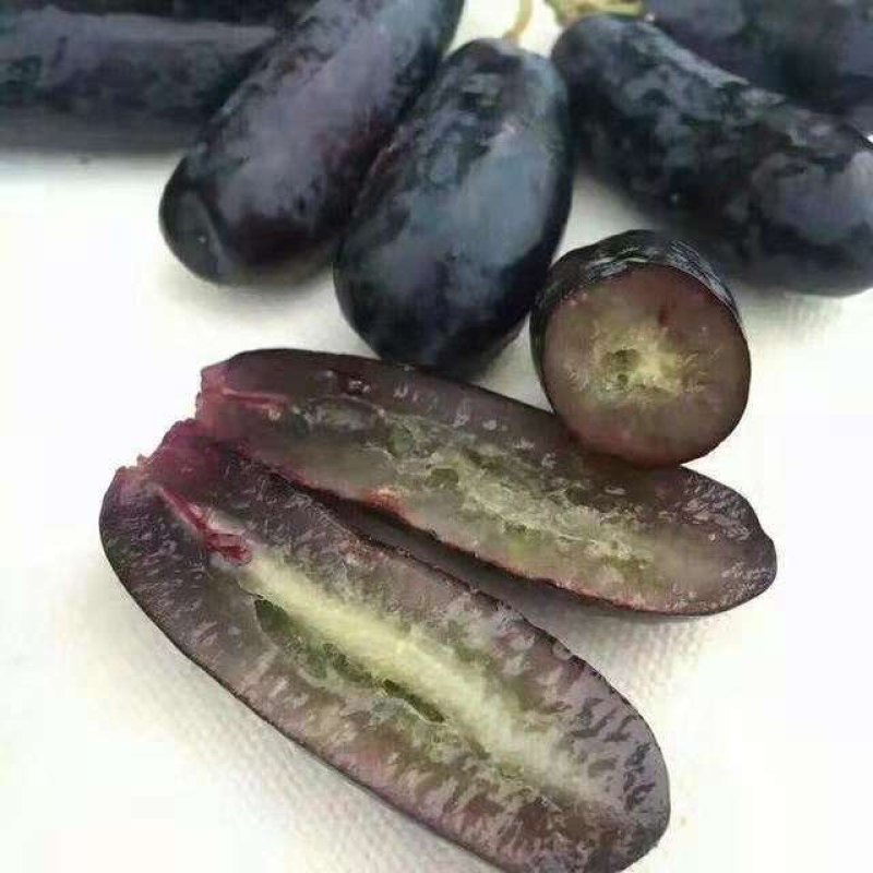 五年的蓝宝石葡萄苗