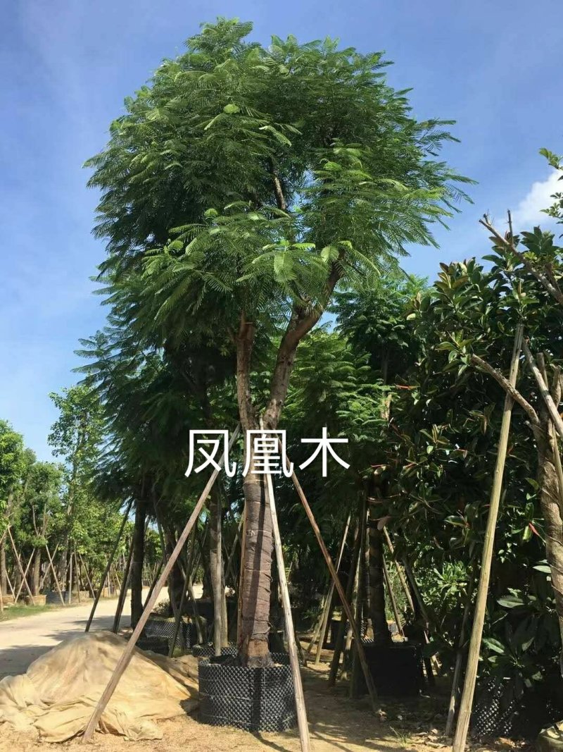 出售凤凰木移植袋苗挖地苗需要的老板联系