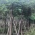 出售凤凰木移植袋苗挖地苗需要的老板联系