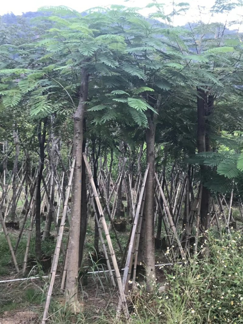 出售凤凰木移植袋苗挖地苗需要的老板联系