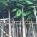 出售凤凰木移植袋苗挖地苗需要的老板联系