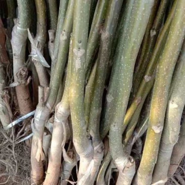 核桃苗