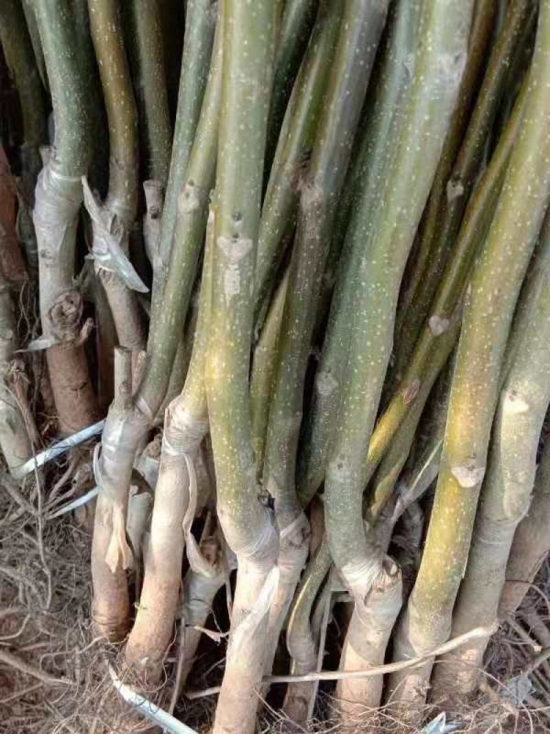 核桃苗