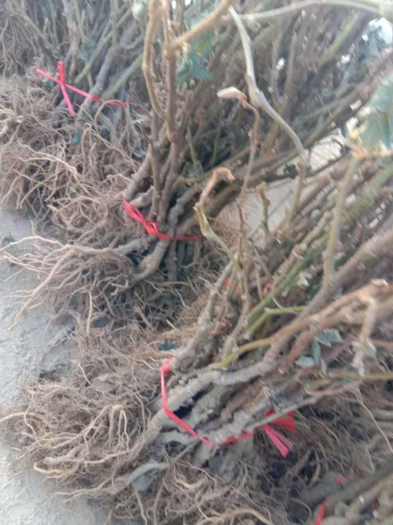 猕猴桃