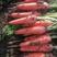 三红胡萝卜，3两以上，15公分以上带土，货源充足