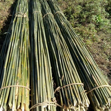 菜架竹子，三米至三米五，每梱九十八至一百根，