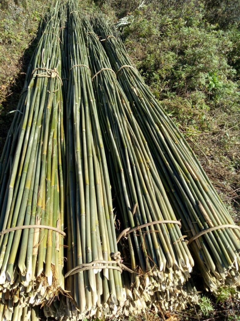 菜架竹子，三米至三米五，每梱九十八至一百根，