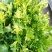 【产地精品】大小叶苦菊20~25cm精品特价供应中