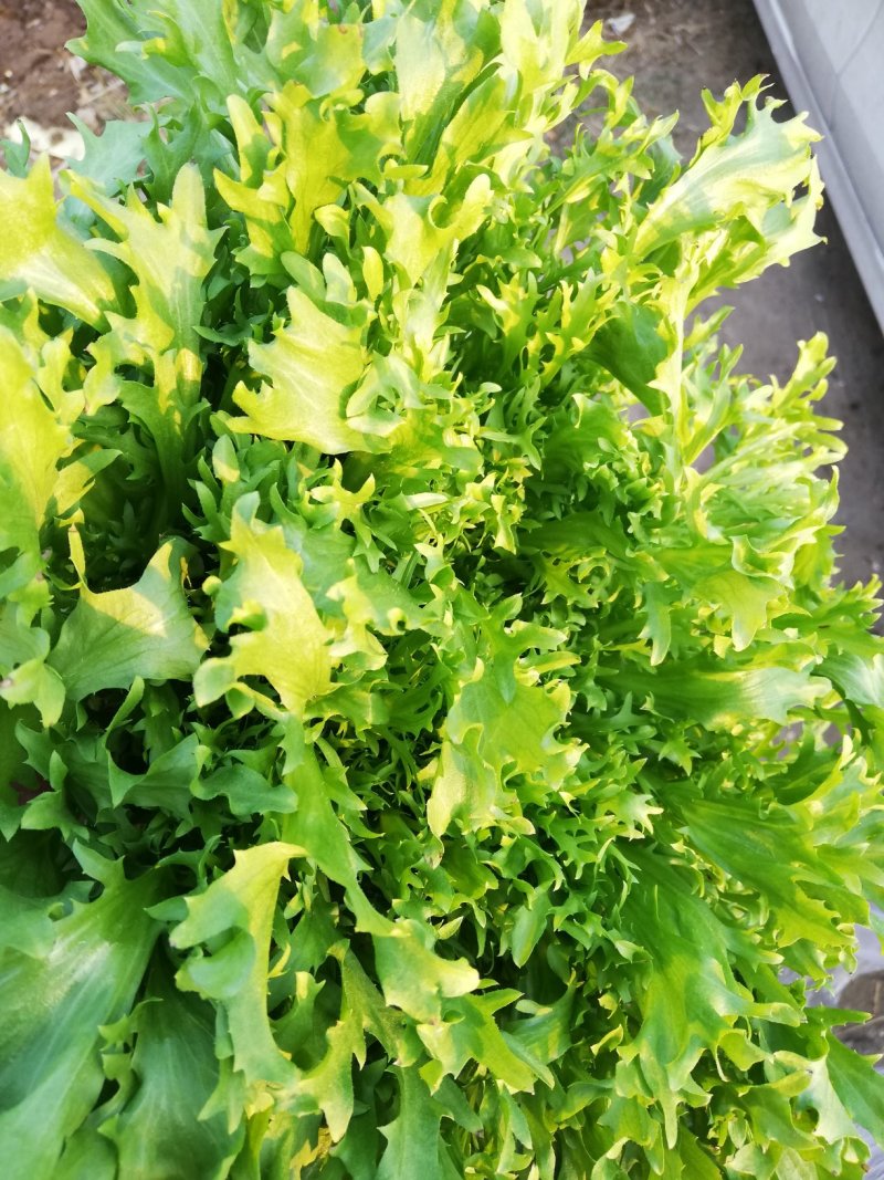 【产地精品】大小叶苦菊20~25cm精品特价供应中
