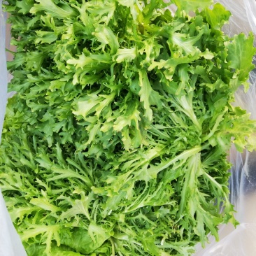 【产地精品】大小叶苦菊20~25cm精品特价供应中