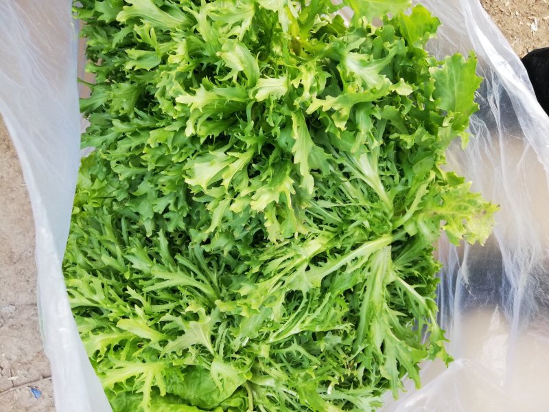 【产地精品】大小叶苦菊20~25cm精品特价供应中