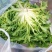 【产地精品】大小叶苦菊20~25cm精品特价供应中