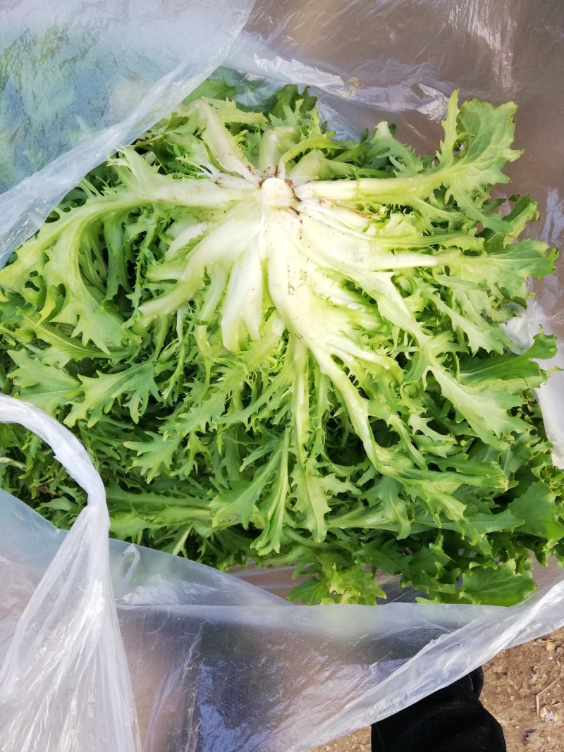 【产地精品】大小叶苦菊20~25cm精品特价供应中