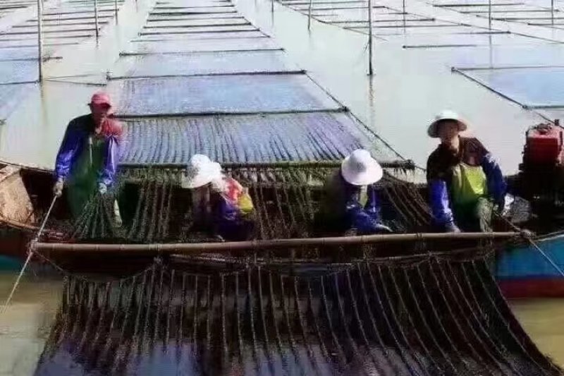 紫菜