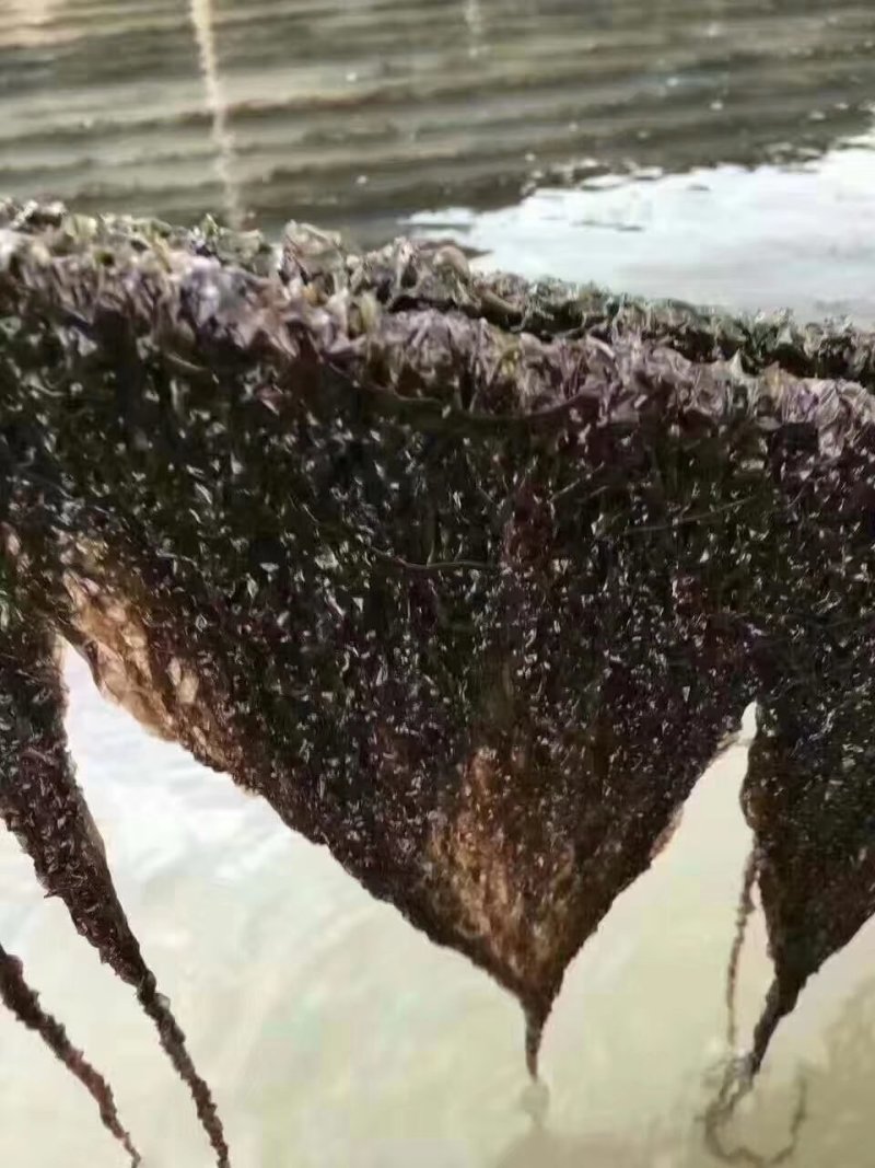 紫菜