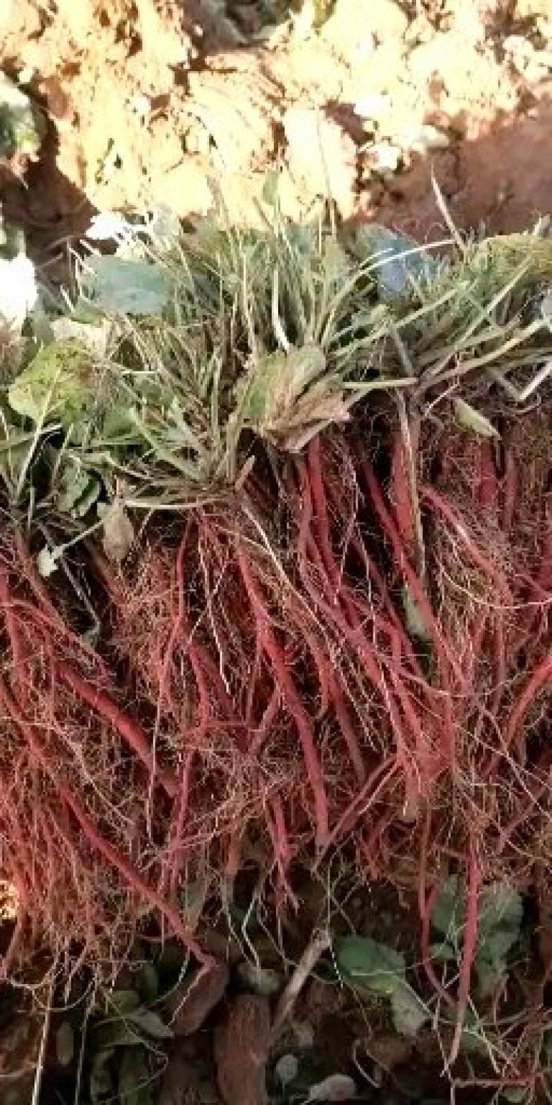 精选丹参苗改良丹参种苗基地丹参苗红参一号