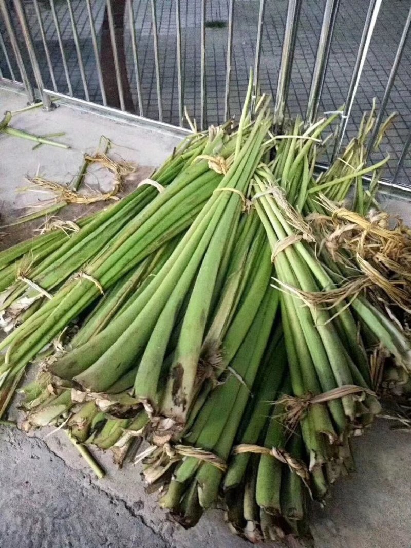 赣南大唐特产农家手工制作酸芋禾