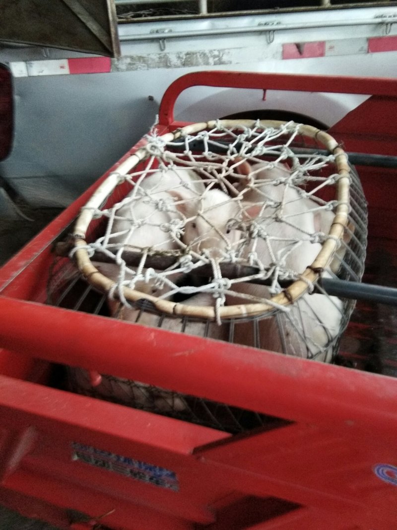二元杂交猪，三元太湖猪，长白，各种商品猪，种猪