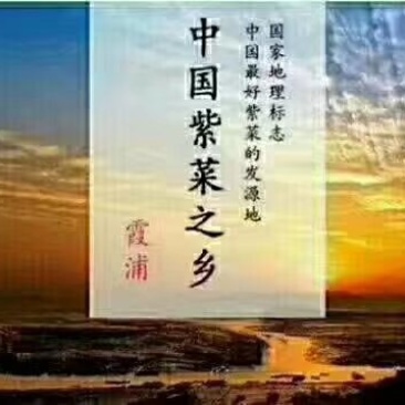 霞浦紫菜