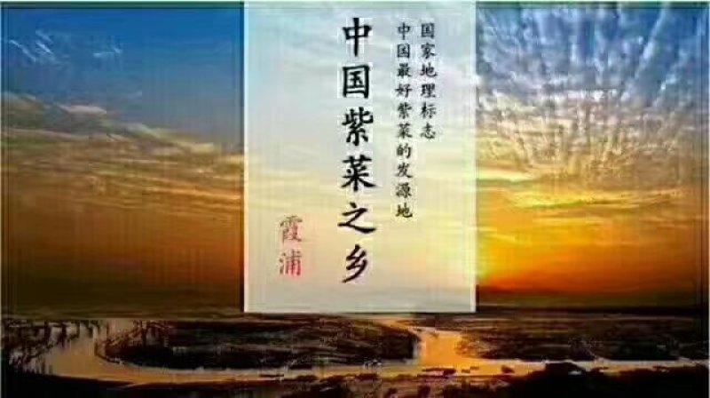霞浦紫菜