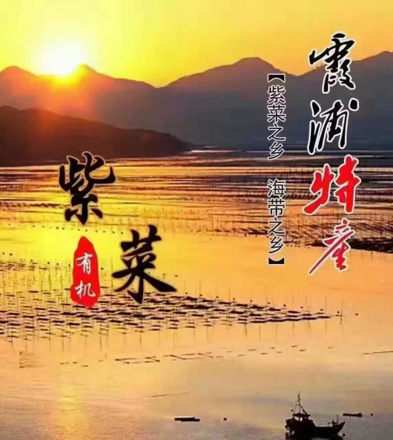 霞浦紫菜