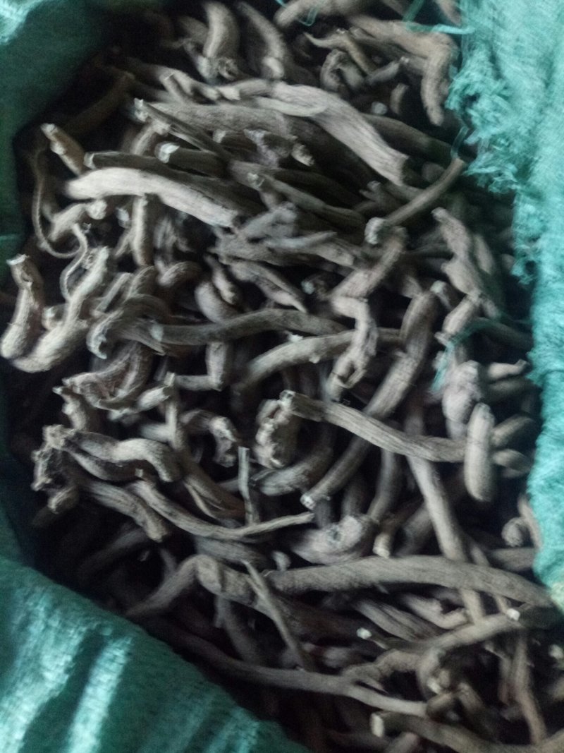 紫金龙