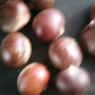 板栗